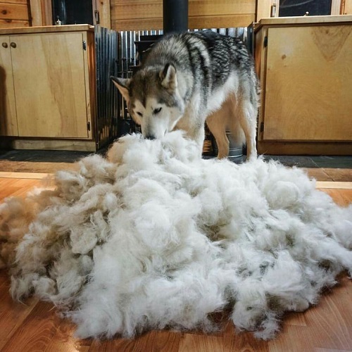 Chó Husky rụng lông thành đống lớn trong nhà do thay lông hoặc mắc bệnh ngoài da
