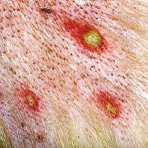 Da chó bị ghẻ Demodex dạng mủ với các khối u chứa mủ và vi khuẩn.