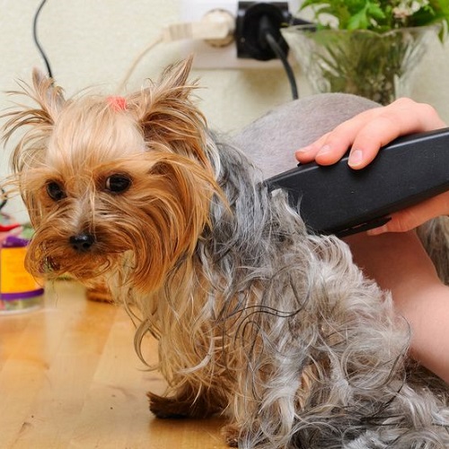 Cạo lông chó Yorkshire Terrier bằng tông đơ chuyên dụng