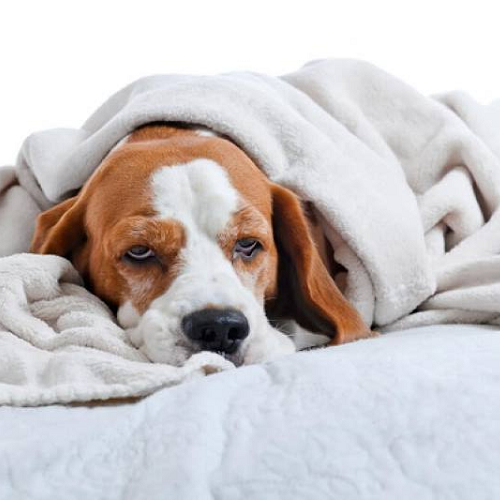 Chó con nằm mệt mỏi dưới chăn, có dấu hiệu bệnh Parvo đường ruột.