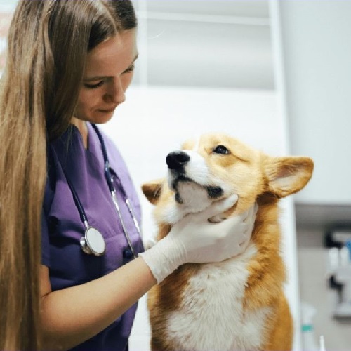 Bác sĩ thú y kiểm tra sức khỏe chó Corgi tại Chomeocanh.com