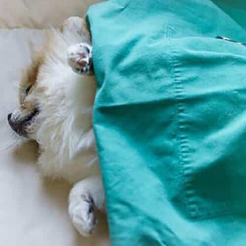 Chó Pomeranian nằm nghỉ sau khi phẫu thuật triệt sản