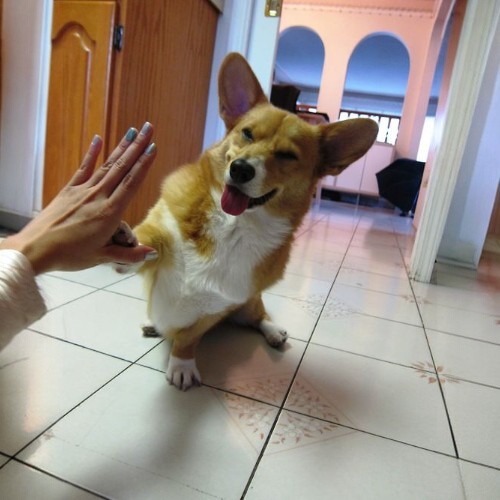 Chú chó Corgi đang nháy mắt và giơ chân lên để thực hiện động tác "high five" với chủ nhân, thể hiện sự thông minh và đáng yêu của giống chó này.