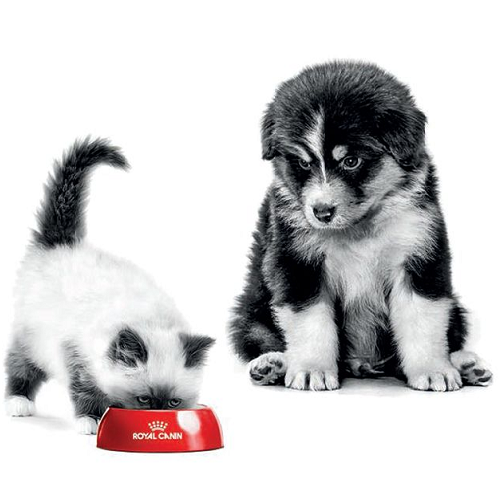Chó con và mèo con cùng ăn từ bát thức ăn Royal Canin.