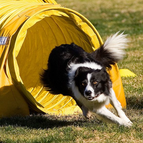 Chó Border Collie chạy nhanh khỏi ống huấn luyện màu vàng