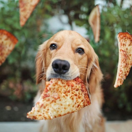 Golden Retriever đang ngậm pizza – cảnh báo thực phẩm không nên ăn