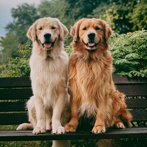 Hai chú chó Golden Retriever ngồi cạnh nhau trên ghế