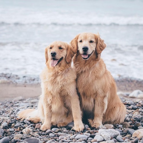 Cặp đôi chó Golden Retriever ngồi bên bờ biển