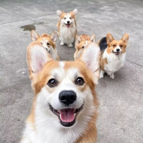 Cả đàn chó Corgi tươi cười, khỏe mạnh và vui vẻ ngoài sân