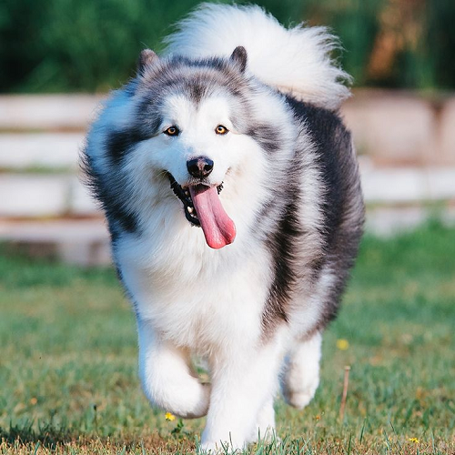 Chó Alaska chạy trên bãi cỏ với chiếc lưỡi thè dài đáng yêu