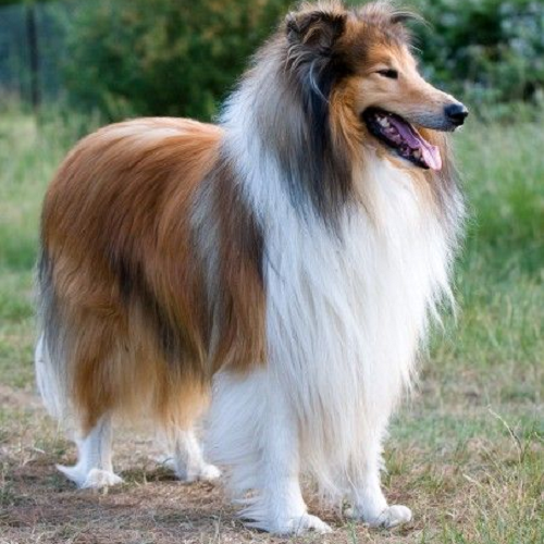 Chó Rough Collie lông dài đứng trên bãi cỏ xanh