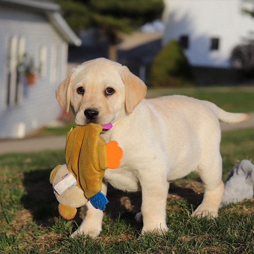 Chó Labrador con tìm đồ vật theo lệnh