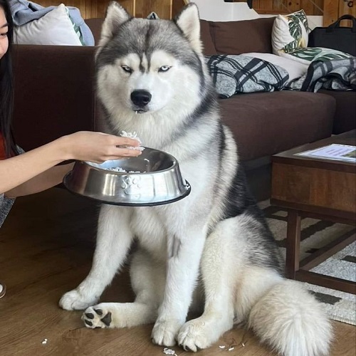 Chó Husky ngồi nghiêm túc chờ ăn từ tô inox