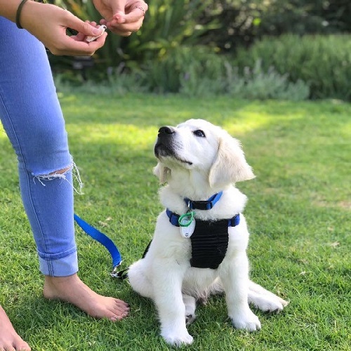 Chó Golden Retriever con đang học lệnh với phần thưởng thức ăn