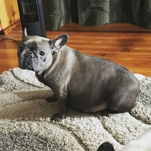 Chó Bulldog cái mang thai bụng to đang ngồi nghỉ ngơi trên thảm