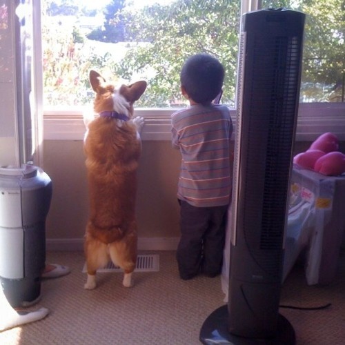 Chó Corgi và bé trai đứng cạnh nhau nhìn ra cửa sổ.