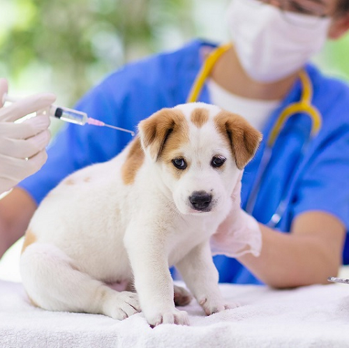 Bác sĩ thú y đang tiêm vắc-xin phòng bệnh cho chó