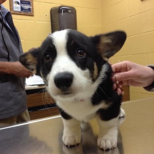 Chó Corgi con tại phòng khám thú y chuẩn bị sinh sản