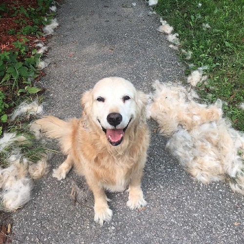 Chó Golden Retriever rụng lông theo chu kỳ sinh lý, lông rụng nhiều quanh người
