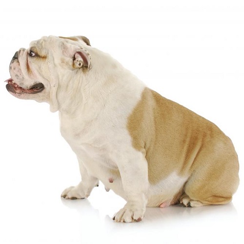 Bulldog cái mang thai sắp sinh đang ngồi nghỉ ngơi