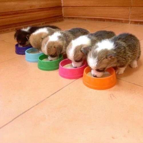 Đàn chó Corgi con đang ăn trong các bát màu sắc rực rỡ trên sàn nhà.