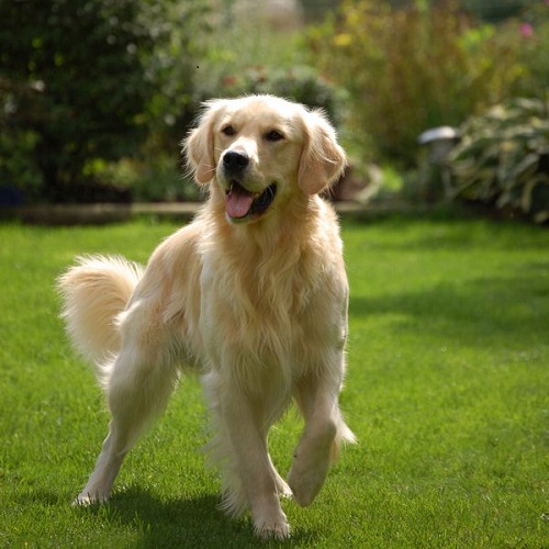 Chó Golden Retriever trưởng thành chơi đùa trên bãi cỏ xanh