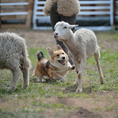 Chó Corgi đang năng động chăn cừu trên đồng cỏ, thể hiện sự nhanh nhẹn.