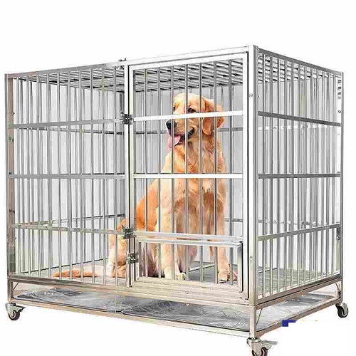 Golden Retriever ngồi trong chuồng inox sạch sẽ