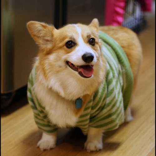 Chó Corgi mang thai thay đổi hình thái cơ thể
