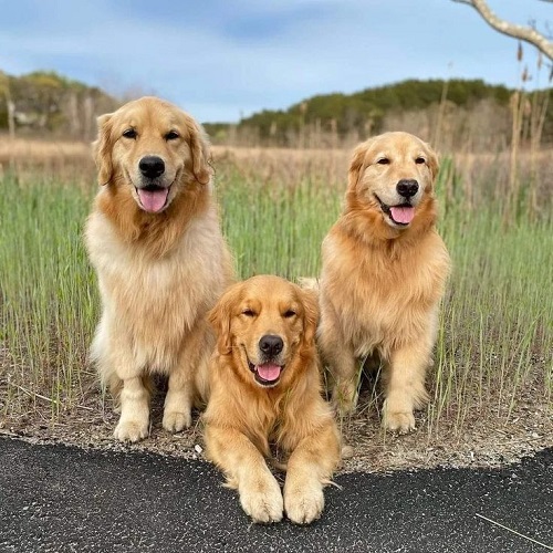 Ba chú chó Golden Retriever vàng óng rực rỡ ngoài trời