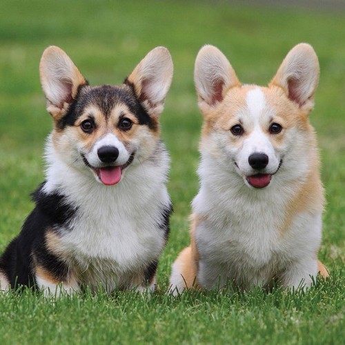 Hai chú chó Corgi ngồi trên cỏ với bộ lông bóng mượt và khỏe mạnh.