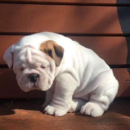 Chú chó Bulldog trắng ngồi mệt mỏi với vẻ mặt buồn bã dưới nắng