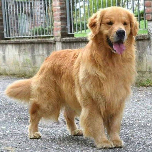 Chó Golden mẹ có bộ lông vàng và dáng đứng vững chãi