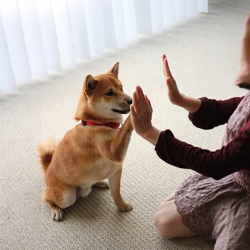 Chó Shiba Inu đang huấn luyện "bắt tay" cùng chủ nhân trong nhà.