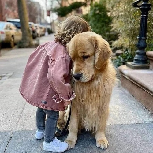 Em bé ôm chó Golden Retriever đầy yêu thương trên vỉa hè