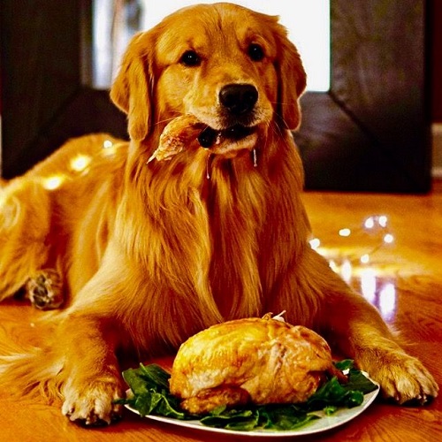 Chó Golden Retriever ăn gà nướng trên đĩa rau