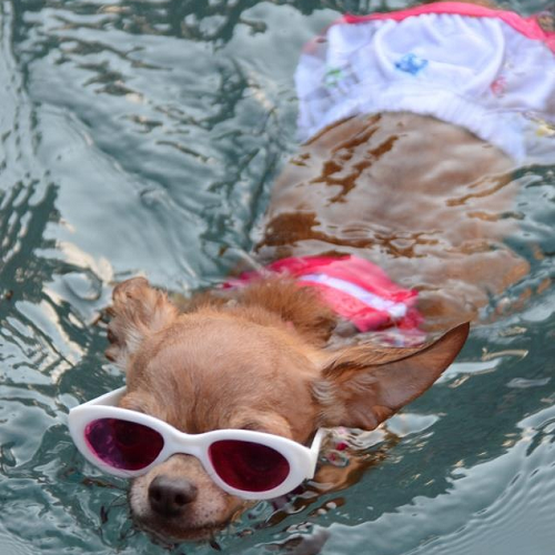 Chihuahua đeo kính râm trắng và mặc đồ bơi đang bơi trong hồ nước.