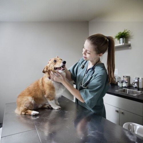Bác sĩ thú y kiểm tra sức khỏe cho chó Corgi tại phòng khám.