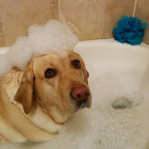 Chó Labrador đang tắm bồn với bọt xà phòng