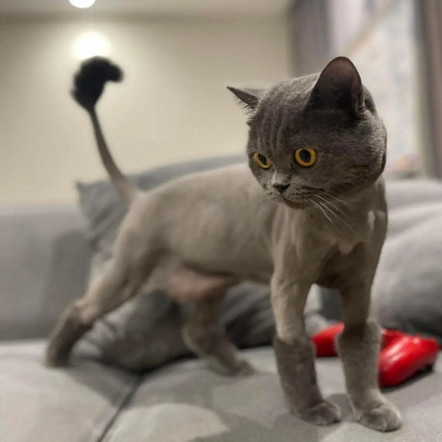 Mèo xám tro đã cạo lông sạch sẽ, lông đuôi tạo hình bông tròn, đang đứng trên sofa
