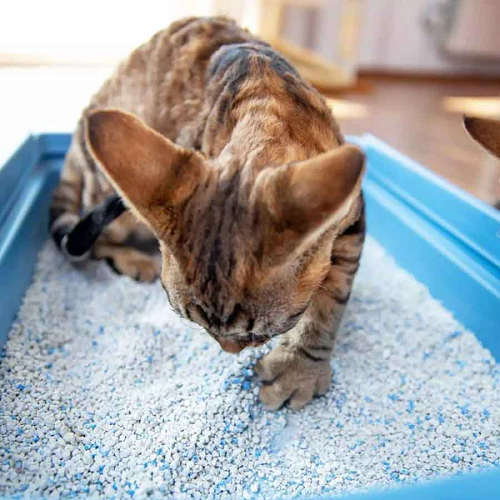 Mèo đang đào cát thủy tinh màu trắng xanh trong khay vệ sinh màu xanh dương