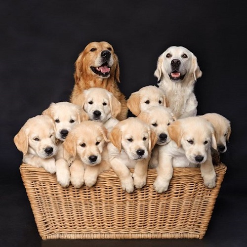 Đàn chó Golden Retriever trong giỏ mây xinh xắn