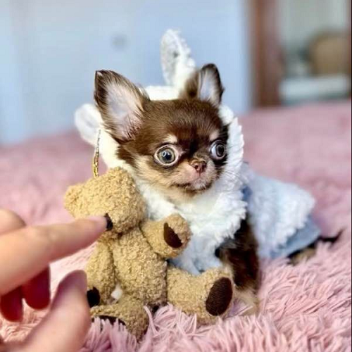 Chihuahua mặc áo lông trắng ôm gấu bông nhỏ ngồi trên chăn lông màu hồng.