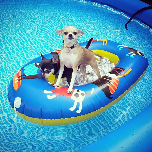 Hai chú Chihuahua đang ngồi trên phao bơi nhiều màu trong hồ bơi nước xanh.