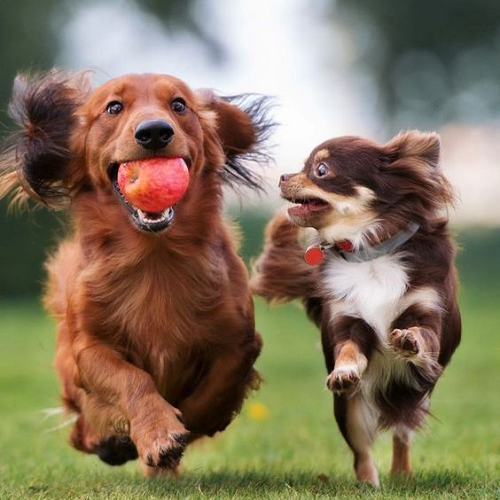 Chihuahua nâu trắng chạy tung tăng cùng chó lớn đang ngậm quả bóng trên bãi cỏ.