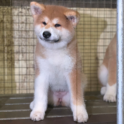 Chó Akita Inu màu vàng nhạt, đứng trong chuồng, gương mặt biểu cảm dễ thương