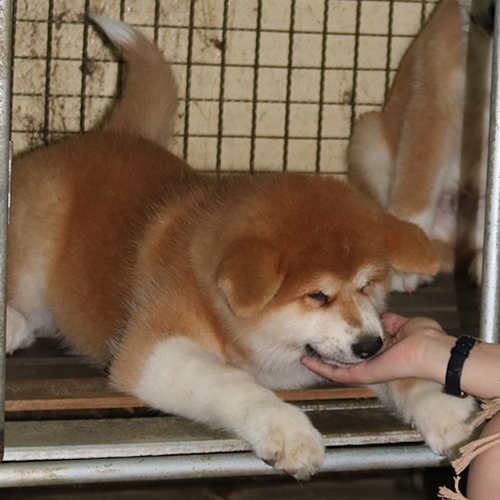 Chó Akita Inu vàng thuần chủng tại Chomeocanh.com đang chơi đùa, nằm và cắn nhẹ tay người