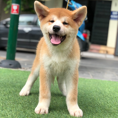 Chó Akita Inu con vàng trên thảm cỏ nhân tạo