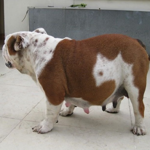 Chó Bulldog mang thai với bụng to rõ rệt