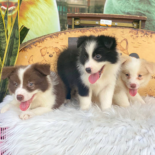 Ba chú chó Border Collie con với bộ lông nâu đỏ, đen trắng và vàng kem đang nằm nghỉ cùng nhau